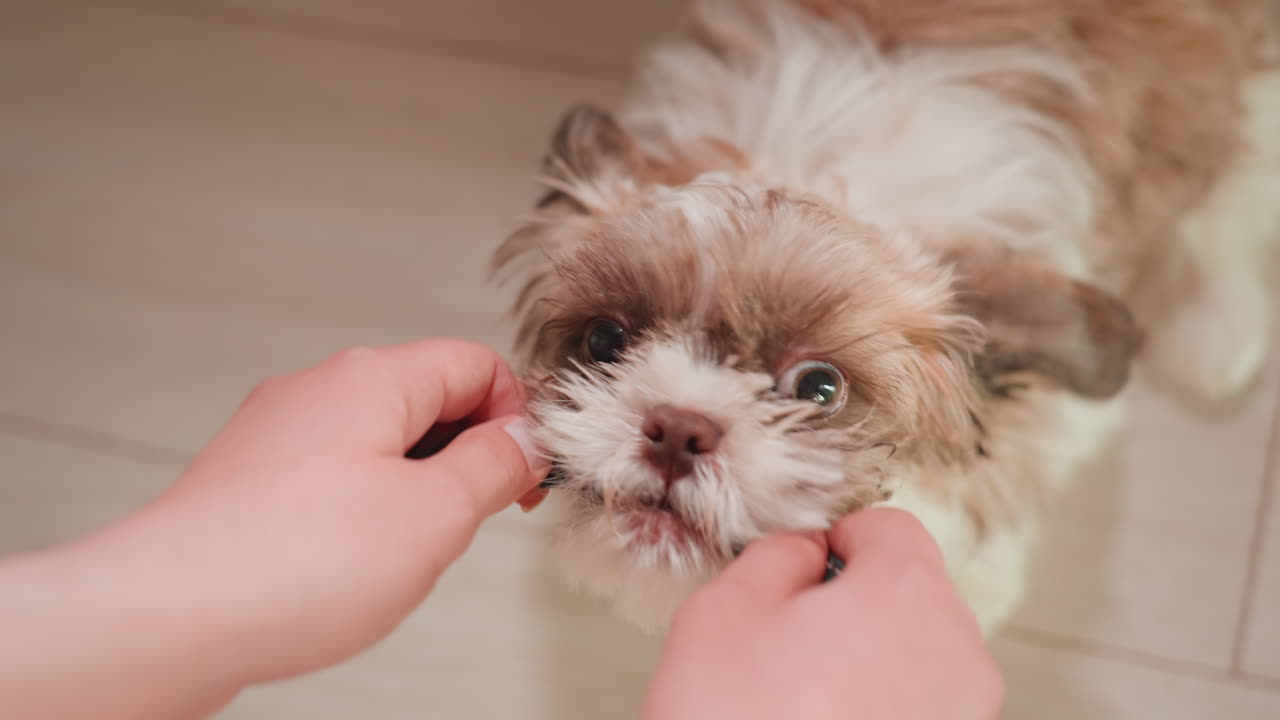 Woman Grooming Small Dog Inside, Cleaning Petite Dog Indoors By Woman, Woman Gently Brushing Small Dog In Indoor Grooming Session, Indoor Scene Of Woman Carefully Grooming And Cleaning Tiny Dog