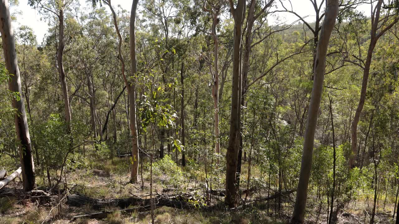 Riprese a mano della foresta e degli alberi nel Parco Nazionale di Nerang, Gold Coast, Queensland, Australia