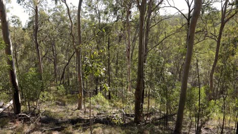 handheld footage of the forest and trees in nerang national park, gold coast, queensland, australia