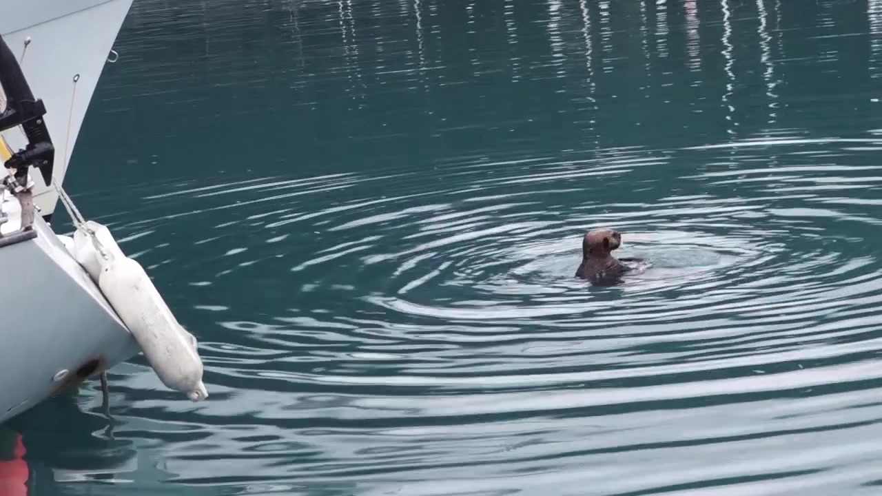 Sea otter swimming in boat marina, Seward, Alaska