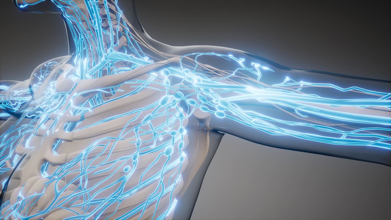 vasos sanguíneos del cuerpo humano