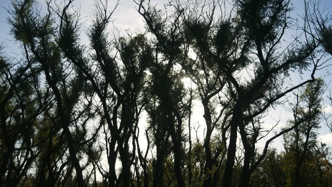 панорамные кадры восстановления чайных деревьев на солнце через год после лесного пожара в маллакуте, виктория, австралия, декабрь 2020 г.