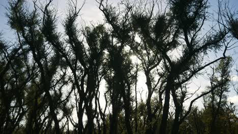 tomas panorámicas al sol de la recuperación de árboles de té un año después del incendio forestal en mallacoota, victoria, australia, diciembre de 2020