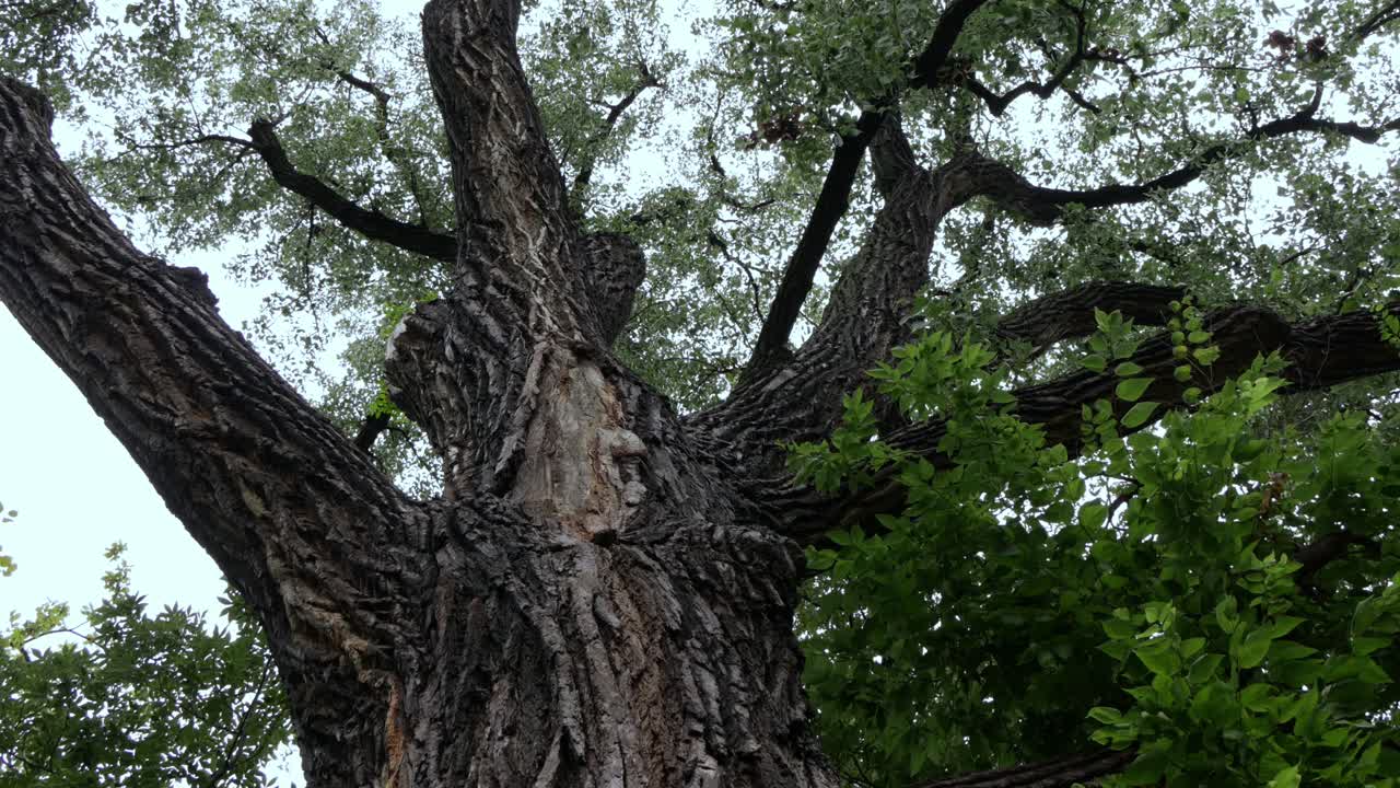A close tilt shot of a large tree showing the detail of the bark and green leaves as the camera reveals its top.