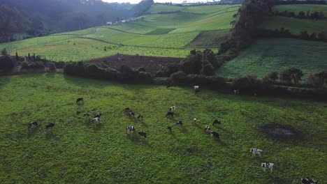 aerial view of agriculture and livestock in a meadow in the pichincha region, ecuador