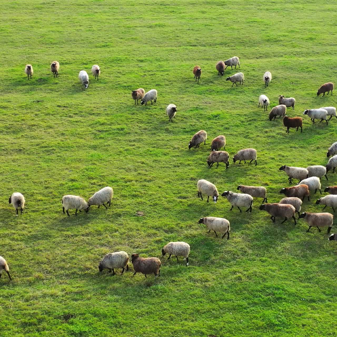 Pecore in un campo agricolo di diverse varietà ed età. Concetto di agricoltura zootecnica, ambiente, attivismo vegano, diritti degli animali.