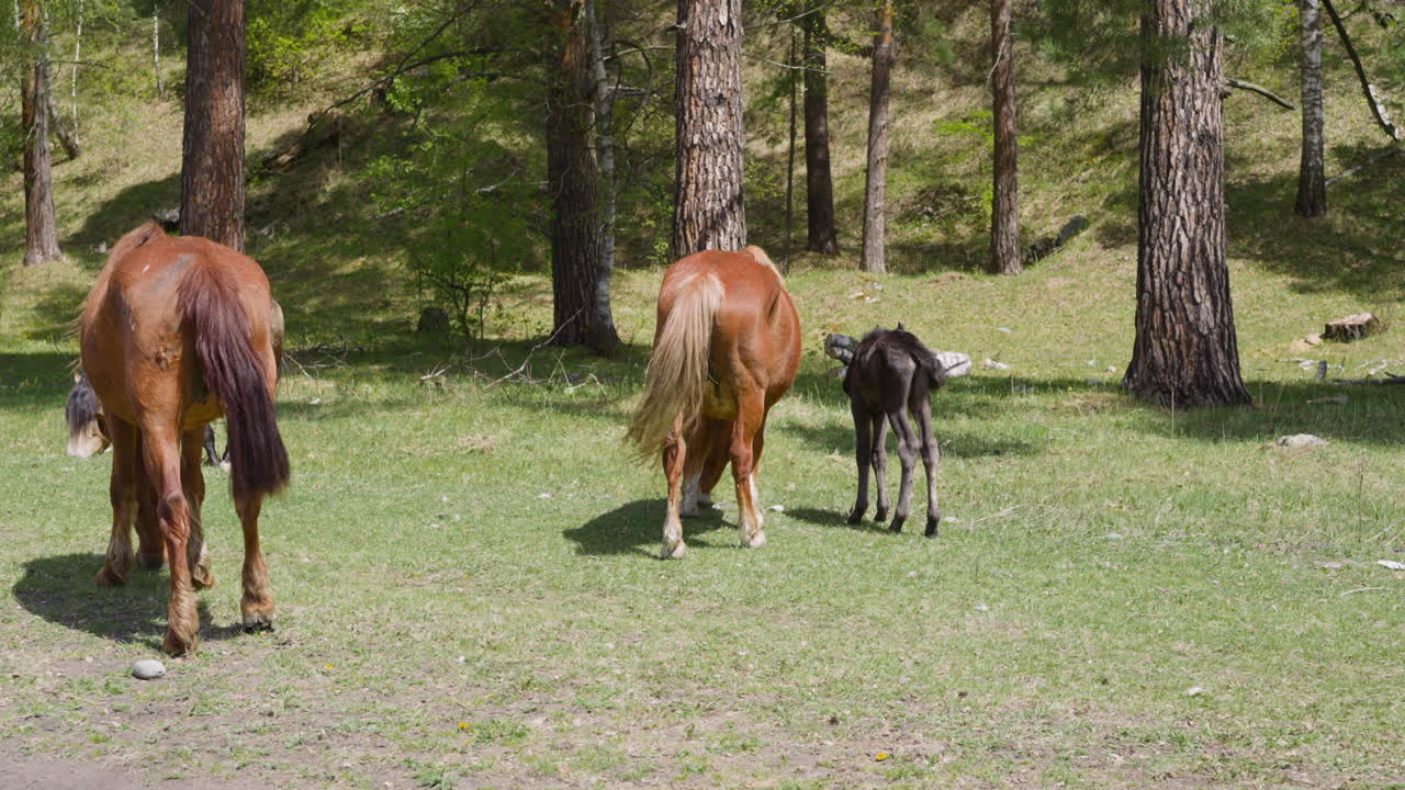 caballos castaños y pequeños potros pastan en el prado cerca del bosque