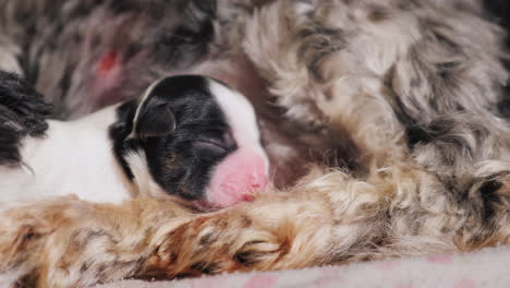 perro después de dar a luz con cachorro recién nacido 03