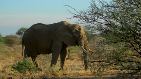 Afrikanischer-Elefant-Beim-Füttern-In-Der-Afrikanischen-Savanne