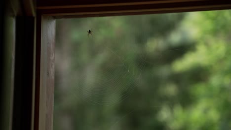 spider has built a web on the angle of the window