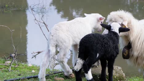 Closeup-shot-of-two-cute-lambs-greeting-their-sheep-mother-next-to-waterhole-in-Sardinia,-Italy