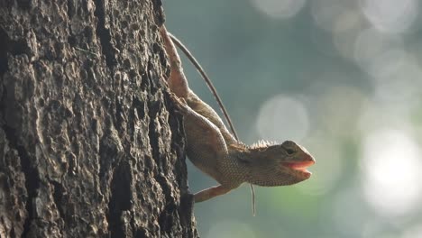 Lizard-in-tree-waiting-for--pry