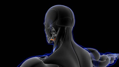 anatomía del músculo mioyoide para el concepto médico de bucle capaz de ilustración en 3d