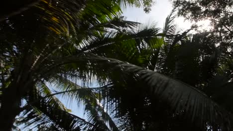 sun shining through palm branches