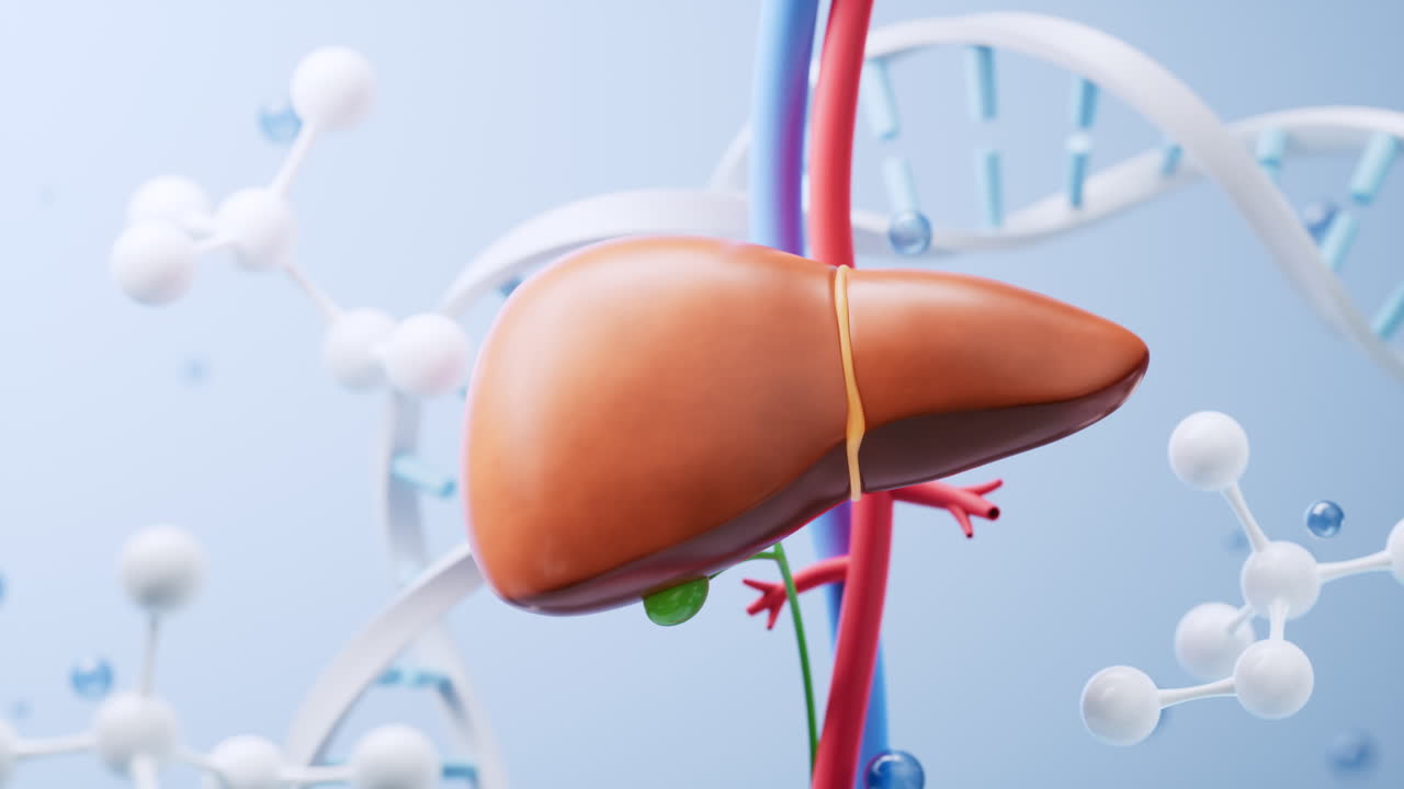 Liver and biological concept background, 3d rendering.