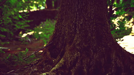 tree roots with green moss at spring