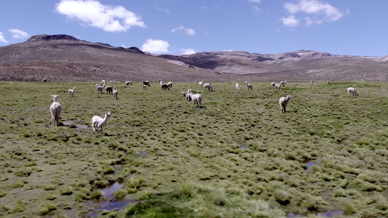 Aerial left-to-right drone shot over the Andean highlands of Arequipa, showing alpacas peacefully grazing.
