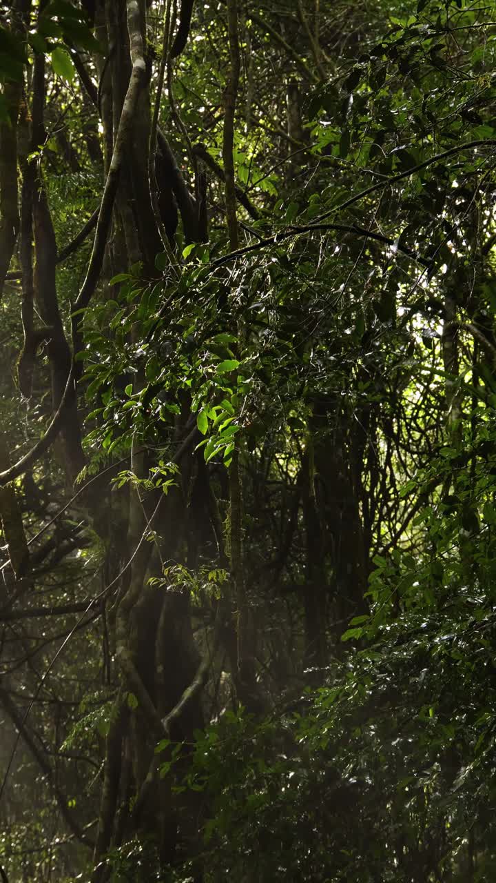 Raggi di sole che penetrano la vegetazione lussureggiante di una foresta