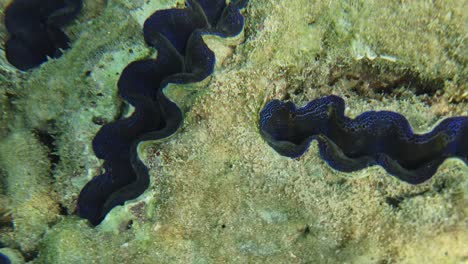la vida marina sigue moviéndose y viva entre corales y juncos moribundos en una isla de andaman en el mar de andaman