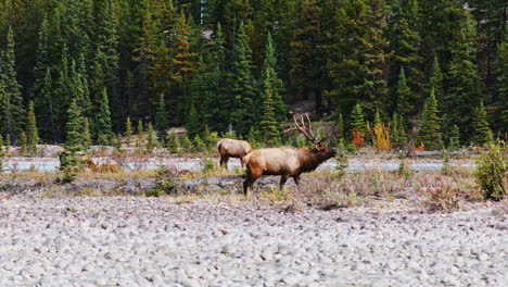 Alce-Toro-En-Celo-Con-Cuernos-Gigantes-Caminando-Entre-Alces-Hembras,-Alberta,-Canadá