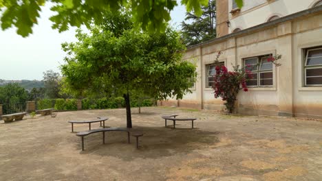 little trees growing in plateau of botanical garden of the university of coimbra