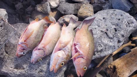 man hands put catched fishes on stones ready to cook on beach barbecue, close up