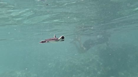 a cute baby sea turtle, close up, swimming alongside a diver