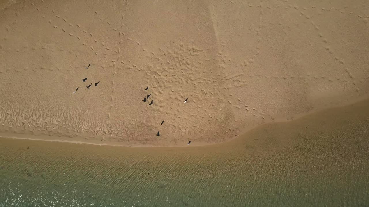 코린디 강둑에 있는 새들 위에 공중으로 선회하는 모습