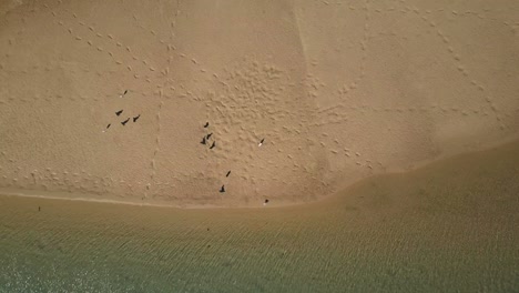 Aerial-circling-view-over-birds-on-Corindi-River-bank