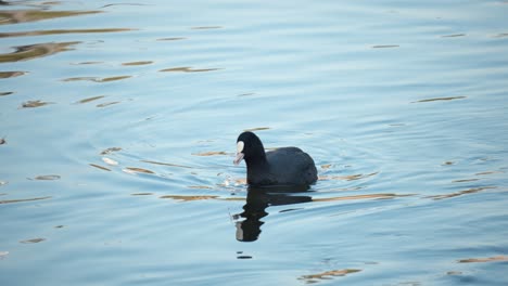 Eurasische-Blässhühner-Pflücken-Algen-Im-Seichten-Wasser-Beim-Schwimmen,-Schwarzer-Wasservogel-Mit-Weißem-Schnabel-Und-Roten-Augen