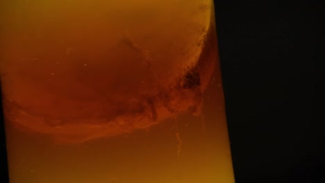 primer plano del hongo scoby de una kombucha en el frasco