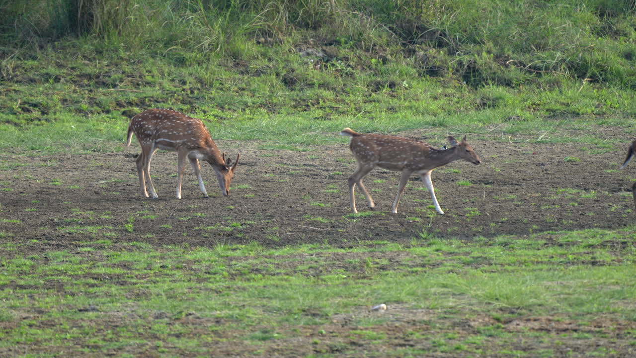 Some axis deer or spotted deer licking mineral from the ground
