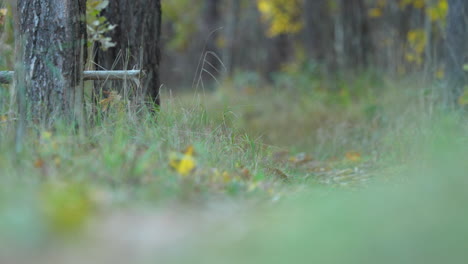 Close-up-of-forest-floor-with-soft-focus-on-autumn-leaves