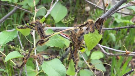 Tent-Caterpillars-Eating-Green-Leaves