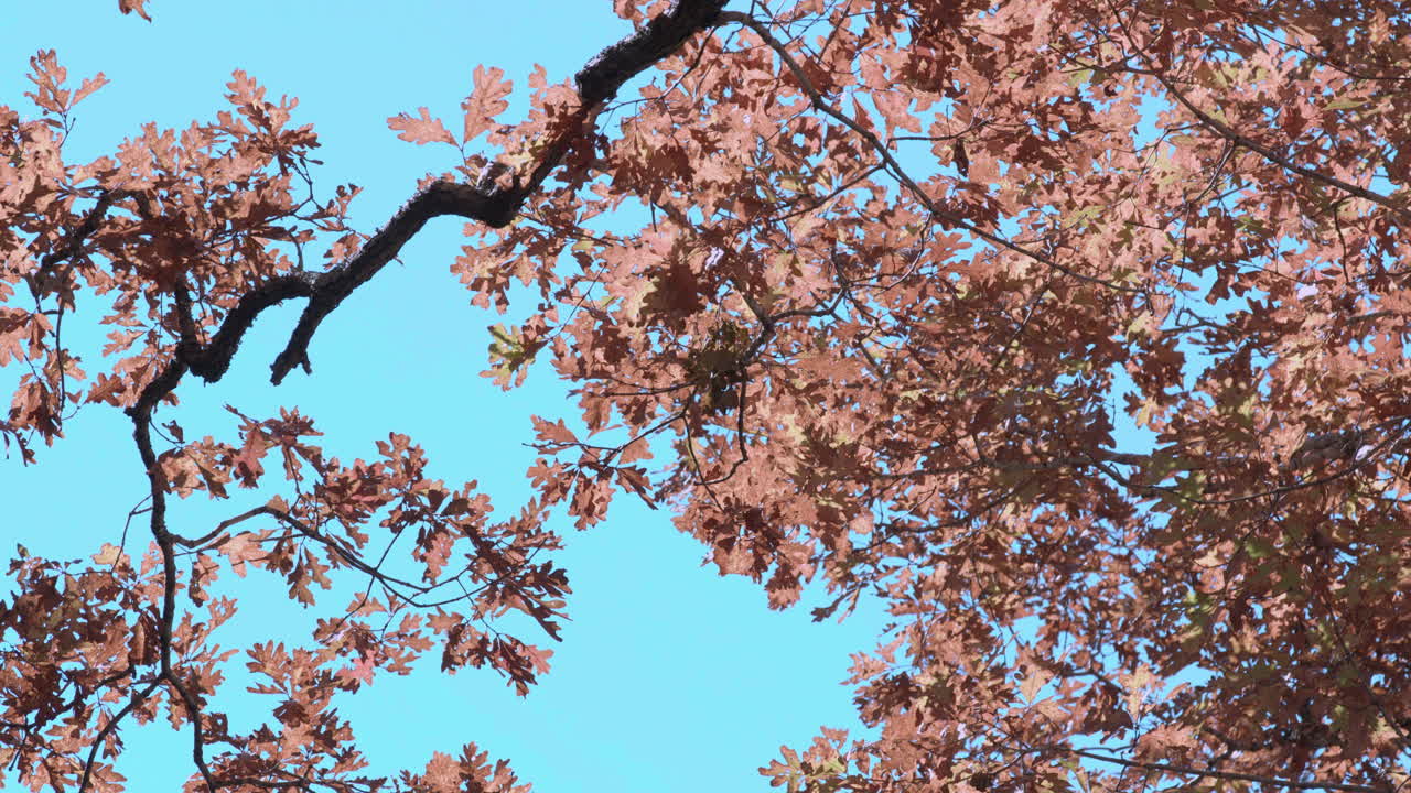 Alberi d'autunno contro il cielo blu