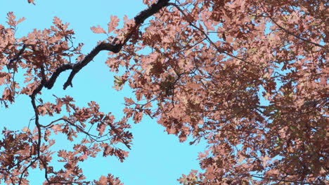árboles de otoño contra el cielo azul