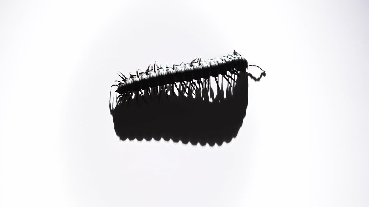 On a bright white surface, a black millipede moves forward, its shadow trailing every motion.