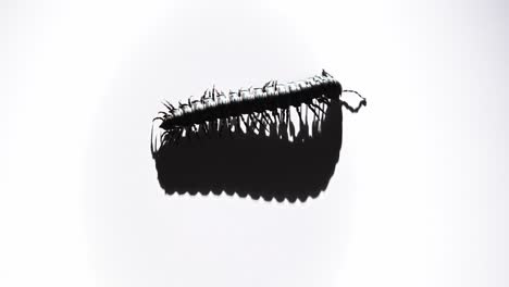 on a bright white surface, a black millipede moves forward, its shadow trailing every motion.