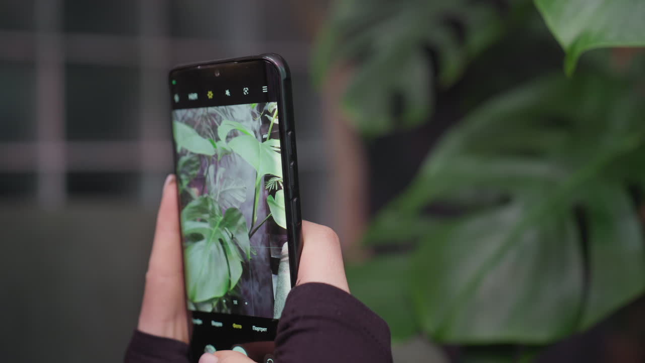 Close-up of woman hands as she holds smartphone and captures sharp photo of green plant, having adjusted camera settings, with leaf detail visible on phone screen and soft natural lighting