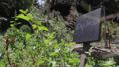 Signo-De-Espinacas-Con-Verduras-Grandes-En-El-Frente