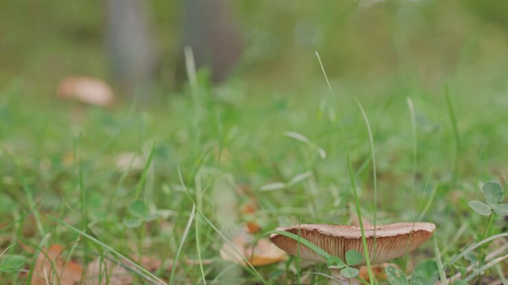 Morning scene featuring mushroom and leaves. Quiet woodland setting with delicate mushroom and damp ground. Serene forest scene showing closeup of mushroom beneath leaves in soft daylight