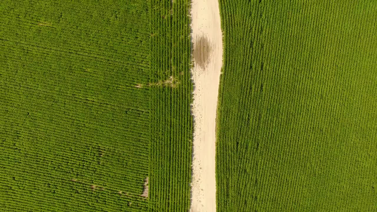 Drone flying directly over field of soybeans with a dirt road through the middle.
