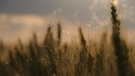 flies and wheat in the morning light