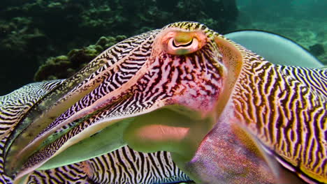 courtship behavior of pharaoh cuttlefish