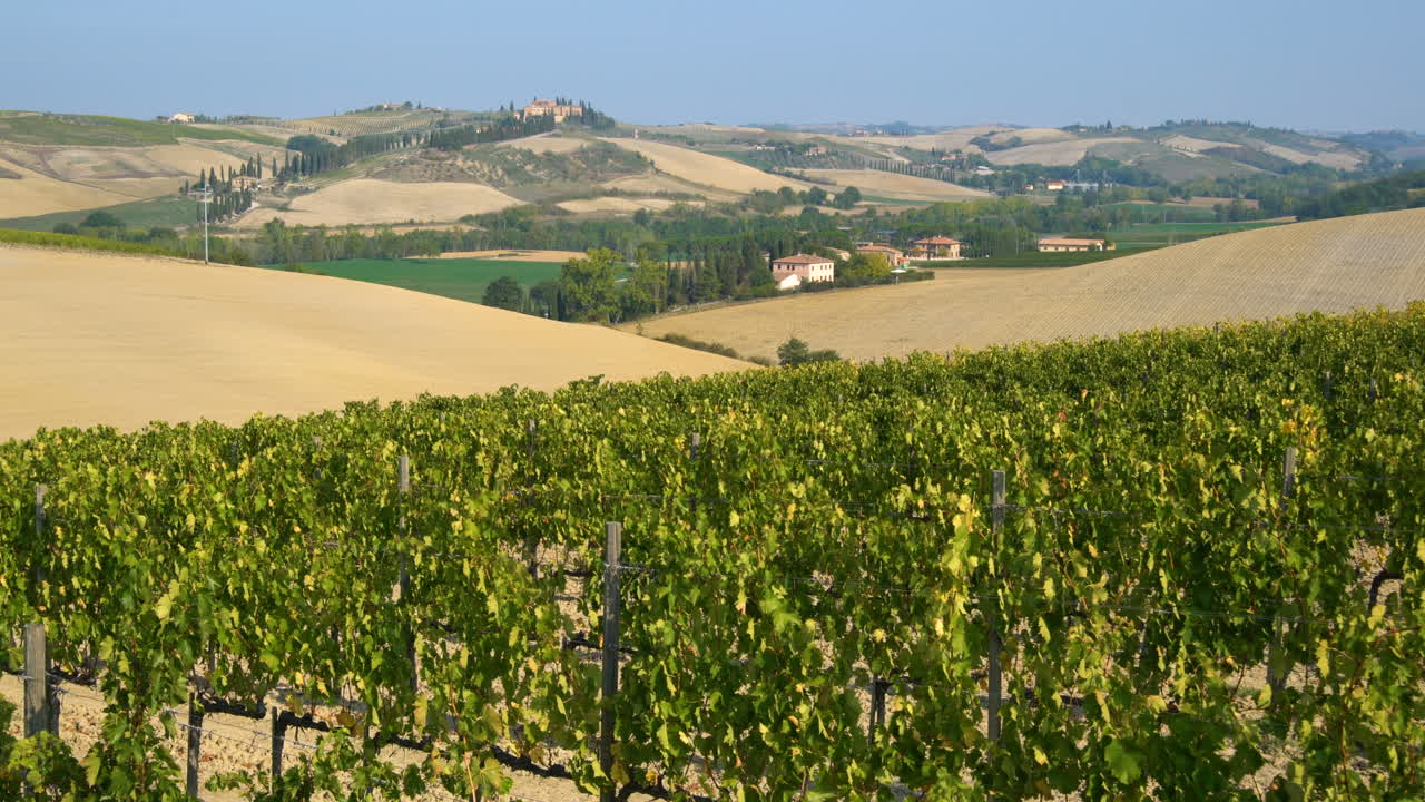 Vineyard Landscape in Tuscany , Italy