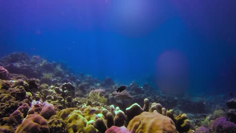 underwater shot of sea turtle swimming in the ocean filled with reefs a stunning rays of sunlight