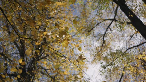 Autumn-bright-yellow-beech-leaves-on-sunny-day