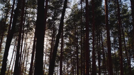 Cabalgando-En-Un-Bosque-De-Pinos-Mientras-El-Sol-Brilla-A-Través-De-Los-árboles