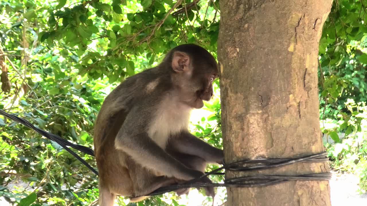 Wild macaque monkey relaxing on a cable on trees on Monkey Island in Nha Trang, Vietnam