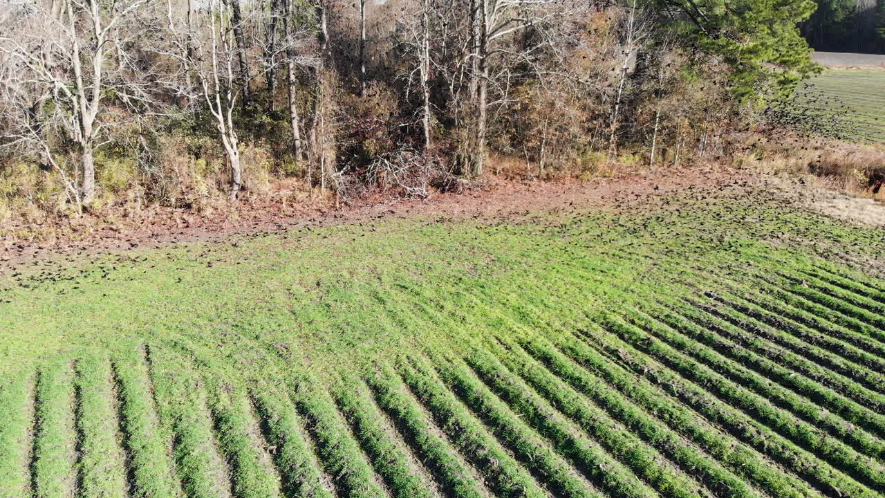 rebaño de mirlos en tiro de drones de campo